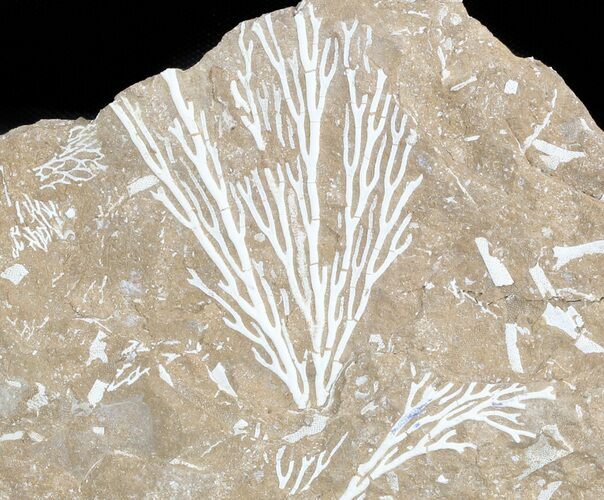 Ordovician Bryozoan (Pseudohornera) Plate - Estonia #47460